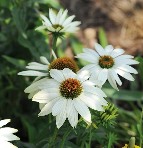 Foto fiore da  Vaso e aiola Echinacea purpurea PowWow™ White