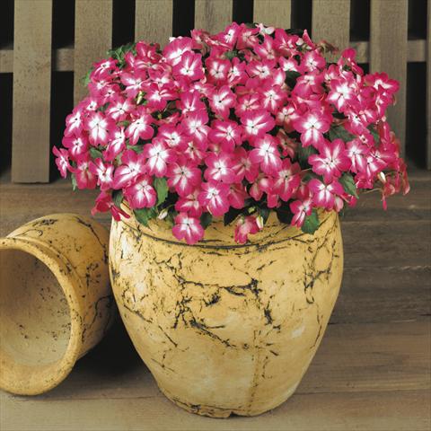 photo of flower to be used as: Pot and bedding Impatiens walleriana Dezire™ Starburst Rose
