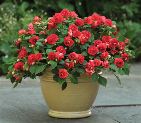 Foto fiore da  Vaso e aiola Impatiens walleriana Fiesta™ Sunrise Red