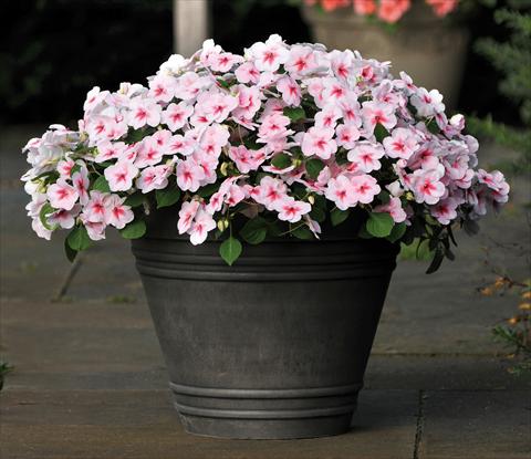 Foto fiore da  Vaso e aiola Impatiens walleriana Impreza™ F1 Cherry Splash