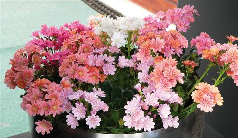 Foto fiore da  Vaso e aiola Lewisia cotyledon Regenbogen