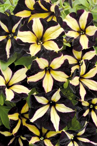 Foto fiore da  Vaso, balcone, basket Petunia Mystical Phantom