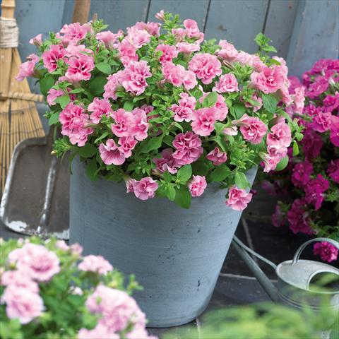 Foto fiore da  Vaso, balcone, basket Petunia Viva® Double Pink