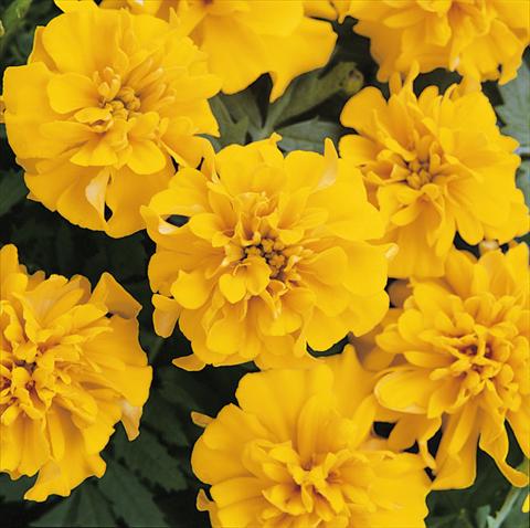 Foto fiore da  Vaso e aiola Tagetes patula Nana Bonanza Gold