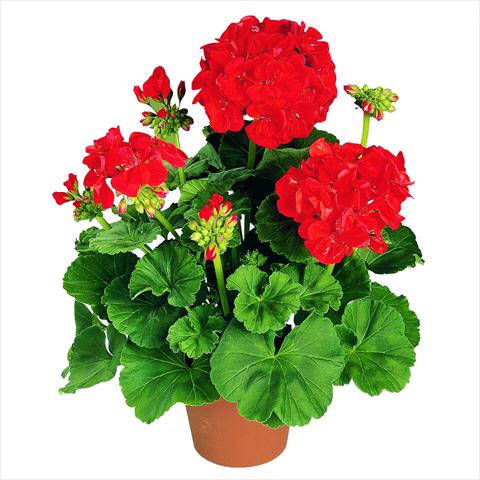 Foto fiore da  Vaso Pelargonium zonale RED FOX Green Series Präludium