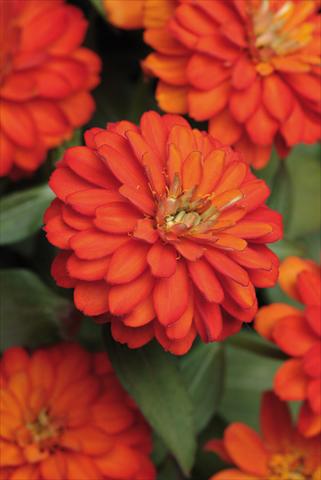 Foto fiore da  Vaso e aiola Zinnia marylandica Zahara™ Double Fire