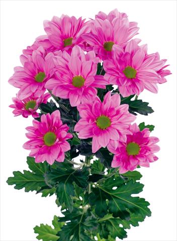 Foto fiore da  Vaso e aiola Chrysanthemum Grand Pink