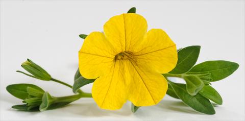 Foto fiore da  Vaso, balcone, basket Calibrachoa Caloha Yellow