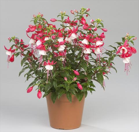 photo of flower to be used as: Pot Fuchsia Sunbeam Ernie