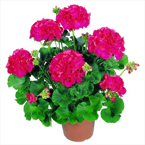 Foto fiore da  Vaso Pelargonium zonale RED FOX Survivor Cherry Red