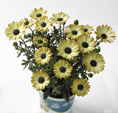 Foto fiore da  Vaso e aiola Osteospermum Astra Yellow Apricot