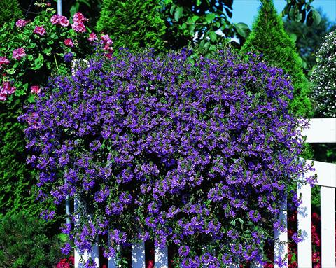 Foto fiore da  Vaso, balcone, basket Scaevola aemula Brilliant