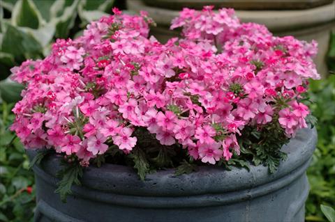 Foto fiore da  Vaso, balcone, basket Verbena Velox Pink