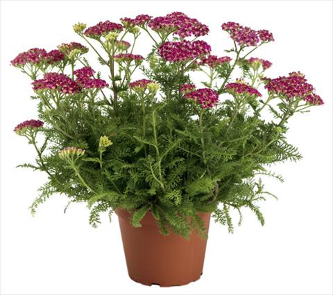 Foto fiore da  Vaso e aiola Achillea millefolium Desert Eve Deep Rose