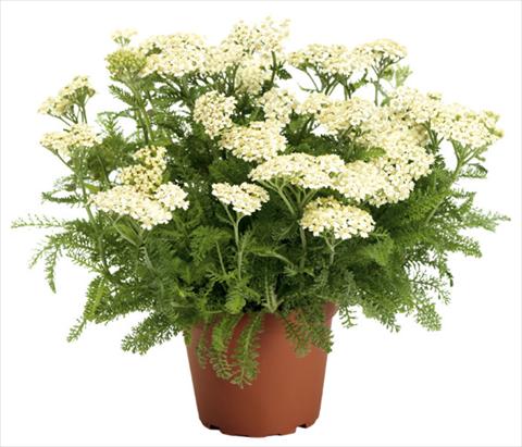 Foto fiore da  Aiuola e/o bordura Achillea millefolium Desert Eve Cream