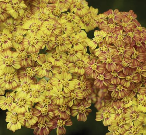 Foto fiore da  Vaso e aiola Achillea millefolium Desert Eve Mix