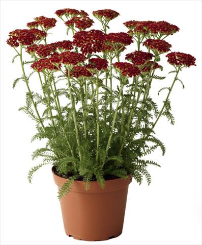 Foto fiore da  Aiuola e/o bordura Achillea millefolium Desert Eve Red