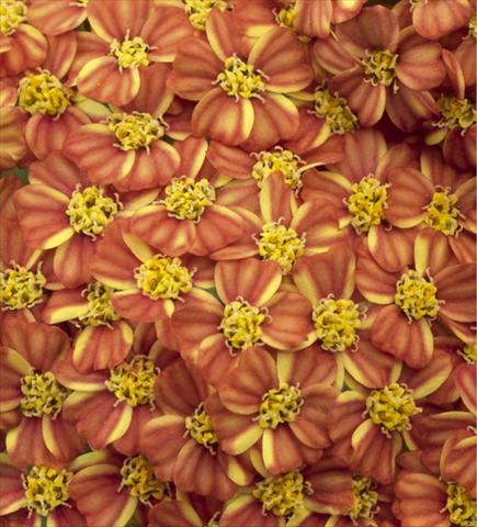 Foto fiore da  Vaso e aiola Achillea millefolium Desert Eve Terracotta