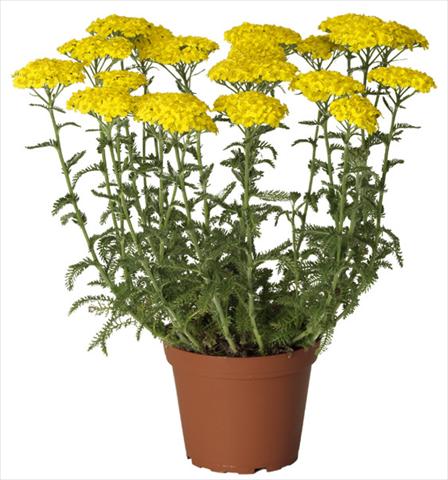 Foto fiore da  Aiuola e/o bordura Achillea millefolium Desert Eve Yellow