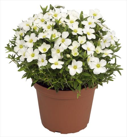 Foto fiore da  Vaso e aiola Arenaria montana Blizzard Compact