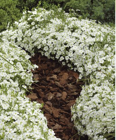 photo of flower to be used as: Pot and bedding Arenaria montana Blizzard