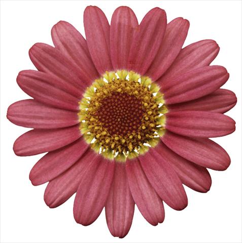 Foto fiore da  Vaso e aiola Argyranthemum frutescens Molimba® XL Watermelon