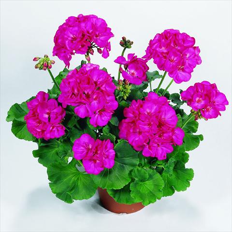 Foto fiore da  Vaso Pelargonium zonale RED FOX Survivor Blue