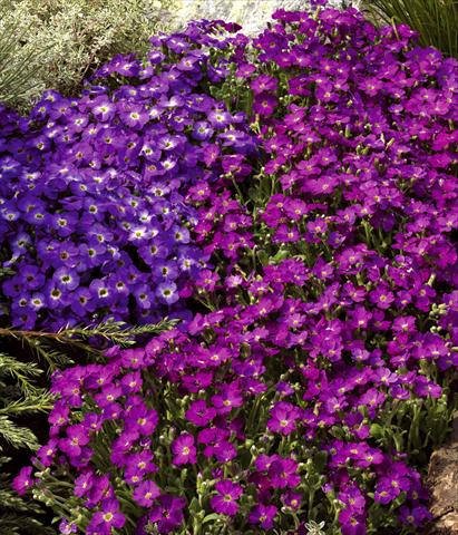 Foto fiore da  Vaso e aiola Aubrieta hybrida Axcent™