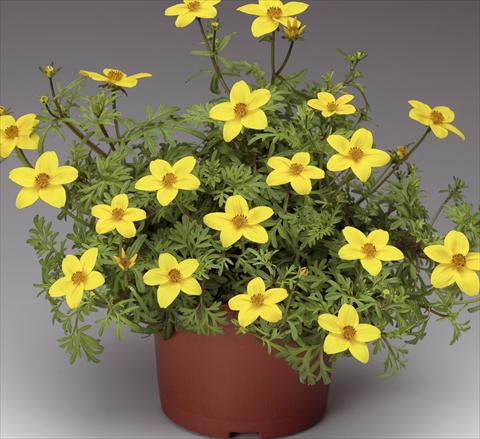 Foto fiore da  Vaso, balcone, basket Bidens ferulifolia Solaire® M Star