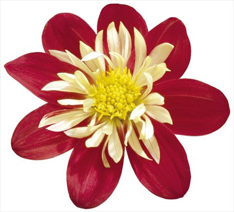 Foto fiore da  Vaso e aiola Dahlia x hybrida Goldalia Scarlet