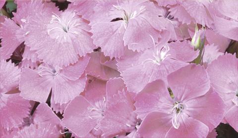 Foto fiore da  Vaso e aiola Dianthus barbatus Barbarini® F1 Pink