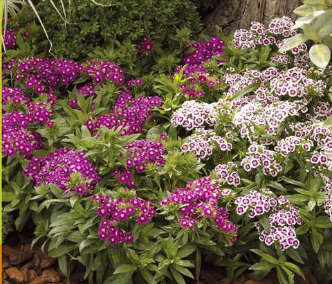 Foto fiore da  Vaso e aiola Dianthus barbatus Barbarini® F1