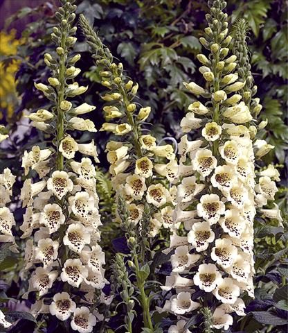 Foto fiore da  Vaso e aiola Digitalis purpurea Virtuoso™ F1 Cream