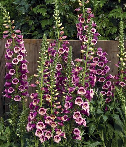 Foto fiore da  Vaso e aiola Digitalis purpurea Virtuoso™ F1 Rose Compact