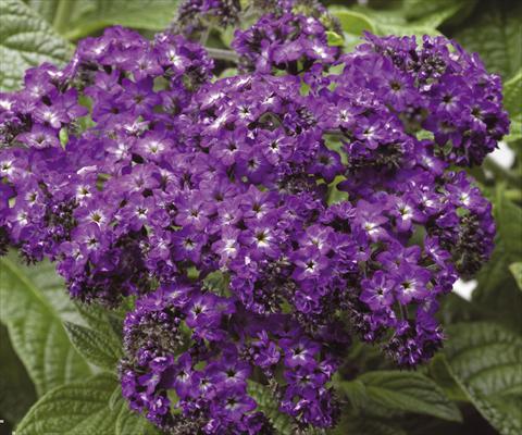 Foto fiore da  Vaso e aiola Heliotropium arborescens Scentropia® Dark Blue