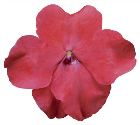 Foto fiore da  Vaso e aiola Impatiens walleriana Jambalaya™ F1 Red Improved