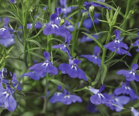 Foto fiore da  Vaso, balcone, basket Lobelia erinus Laguna® Trailing Dark Blue