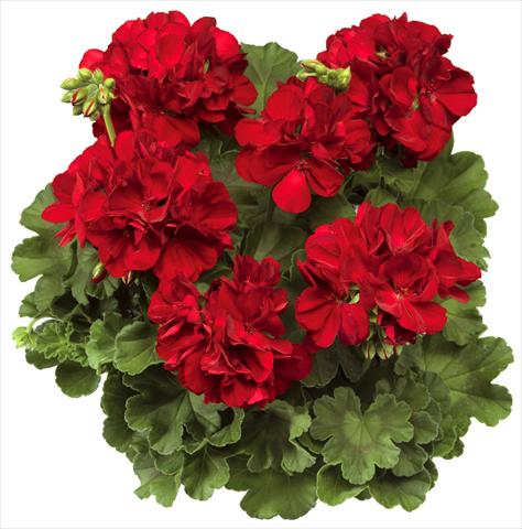 Foto fiore da  Vaso Pelargonium interspec. Calliope™ Dark Red