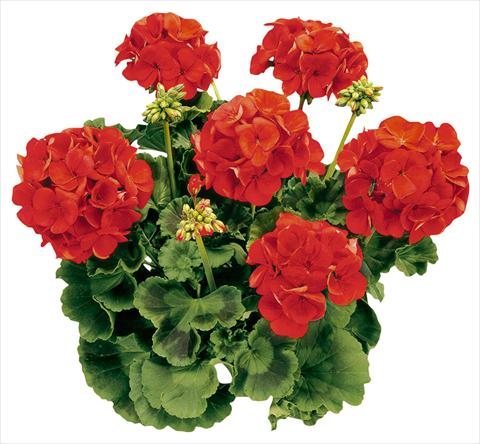 Foto fiore da  Vaso Pelargonium zonale Avenida® Red