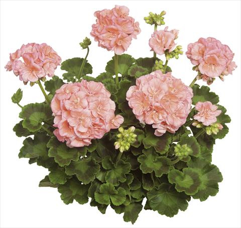 photo of flower to be used as: Pot Pelargonium zonale Classic Helena