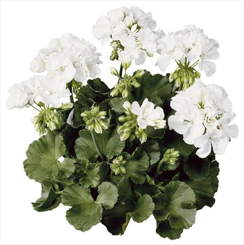 Foto fiore da  Vaso Pelargonium zonale Compact Line Alba®