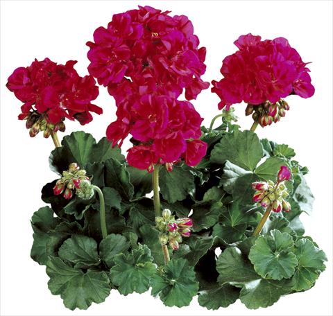 Foto fiore da  Vaso Pelargonium zonale Tango® Neon Purple