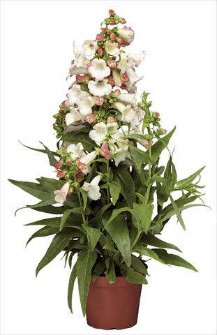 Foto fiore da  Vaso e aiola Penstemon hartwegii Phoenix Appleblossom