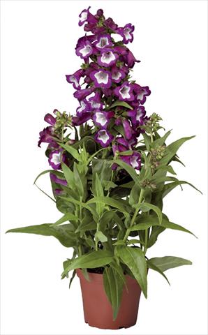 Foto fiore da  Vaso e aiola Penstemon hartwegii Phoenix Violet