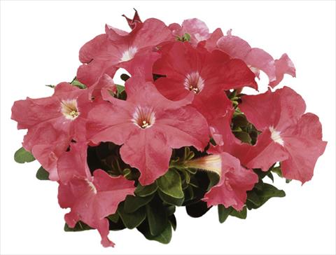 Foto fiore da  Vaso, aiuola, balcone Petunia grandiflora F1 Special Salmon