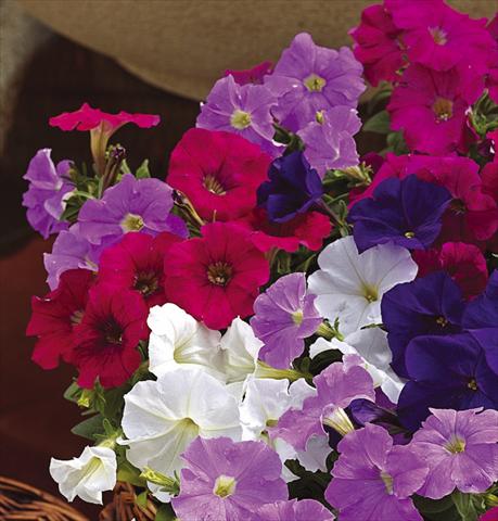 photo of flower to be used as: Pot, patio, basket Petunia milliflora Picobella F1 Mix