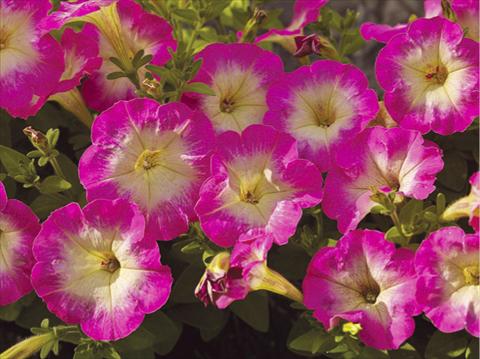 Foto fiore da  Vaso, balcone, basket Petunia milliflora Picobella F1 Rose Morn