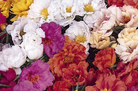 photo of flower to be used as: Pot and bedding Portulaca Portacino F1 Mix