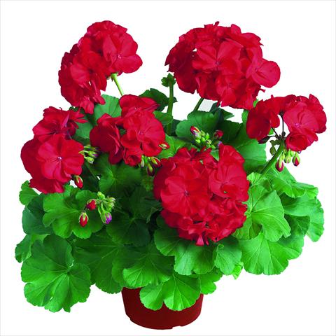 Foto fiore da  Vaso Pelargonium zonale RED FOX Survivor Dark Red