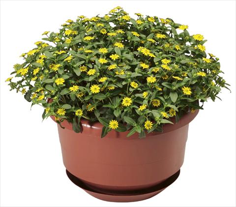 Foto fiore da  Vaso, balcone, basket Sanvitalia procumbens Cuzco® Compact